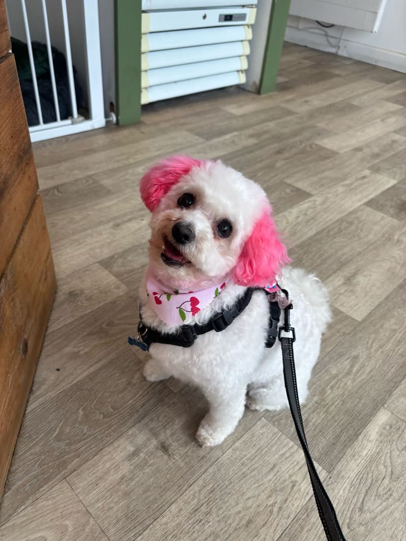 A small white Bichon-type dog with pink dyed ears standing on the salon floor after a creative groom