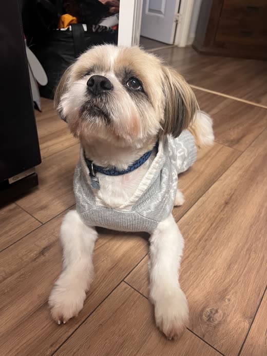 A freshly groomed Shih Tzu in a knitted jumper lying on a wooden floor, looking up at the camera