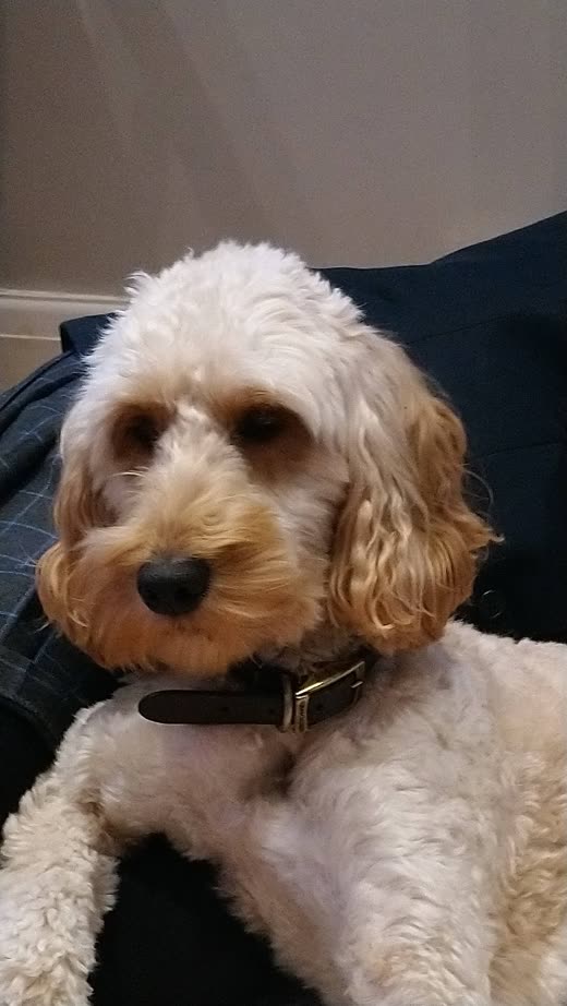 A cream cockapoo groomed into a soft rounded teddy-bear face trim