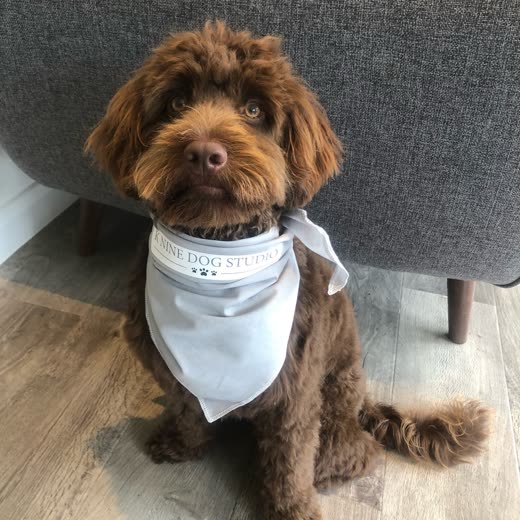 A chocolate cockapoo sitting neatly after a groom, wearing the studio's white bandana