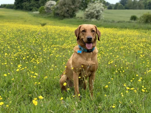 A fox-red Labrador sitting in a field of buttercups on a bright day